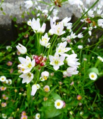 アリウムロゼウム2