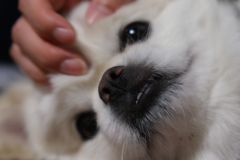 ふがふが