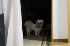 ｱｿﾌﾞ?