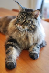 大好きなうちの猫