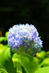 新宿御苑の紫陽花