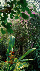 植物に埋もれた日