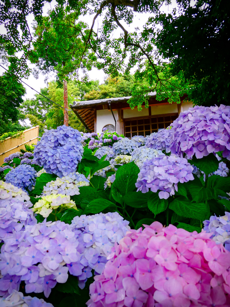 紫陽花寺