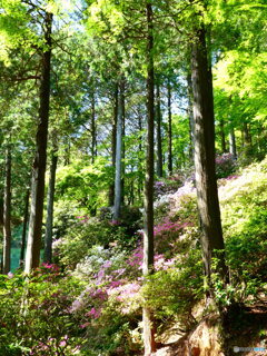 ツツジ山