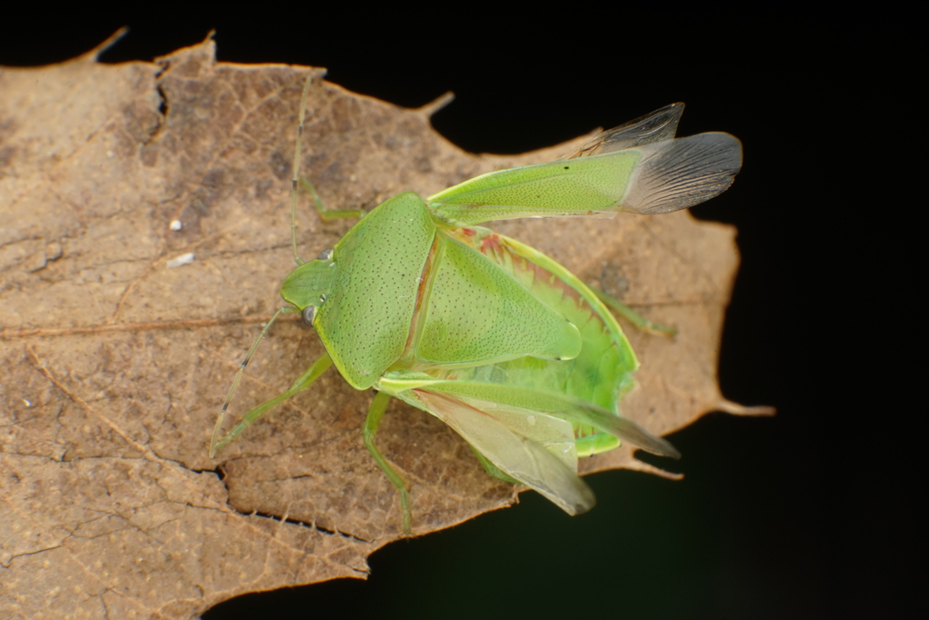 ツヤアオカメムシ