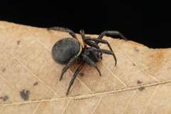 ハンゲツオスナキグモ