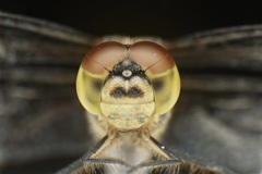 マユタテアカネ