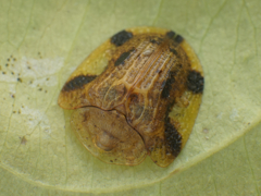 ヨツモンカメノコハムシ