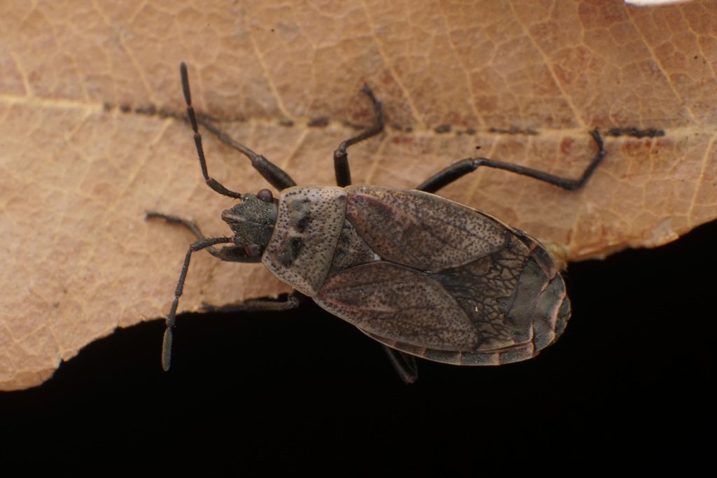 フタモンホシカメムシ