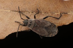 フタモンホシカメムシ