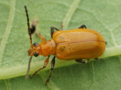 クズクビボソハムシ
