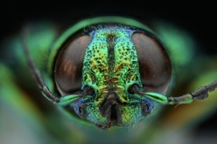 ヤマトタマムシ