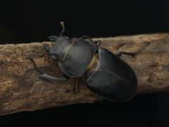 ミヤマクワガタ