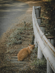山猫