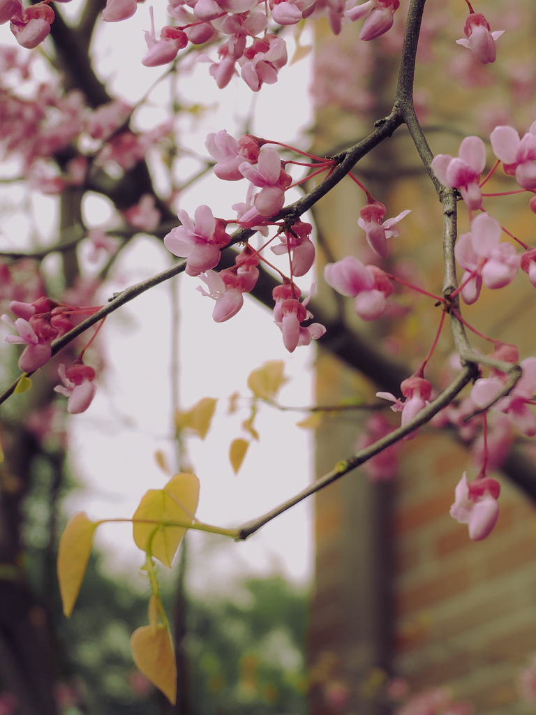 花蘇芳