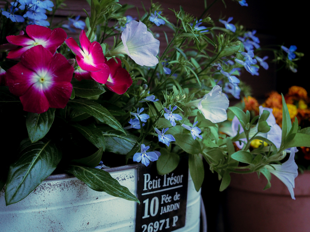 flor de chica