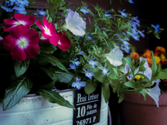 flor de chica