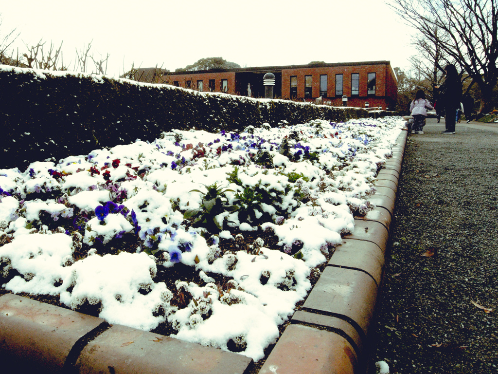 雪と花