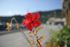 座間味島