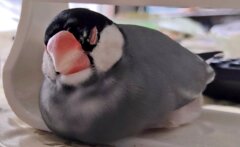 なんの夢見てるの