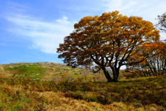 少し気になる木