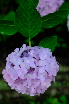 茶屋ヶ坂公園あじさい