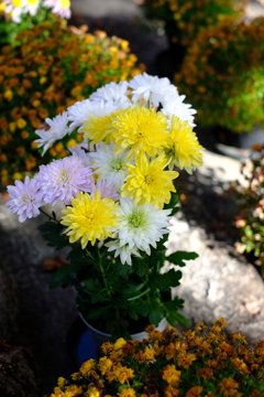 長谷寺にあった花