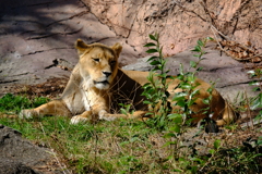 今の俺は冬のライオン