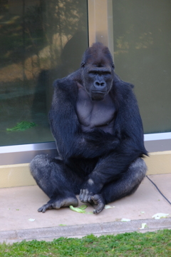 東山動物園のゴリラ