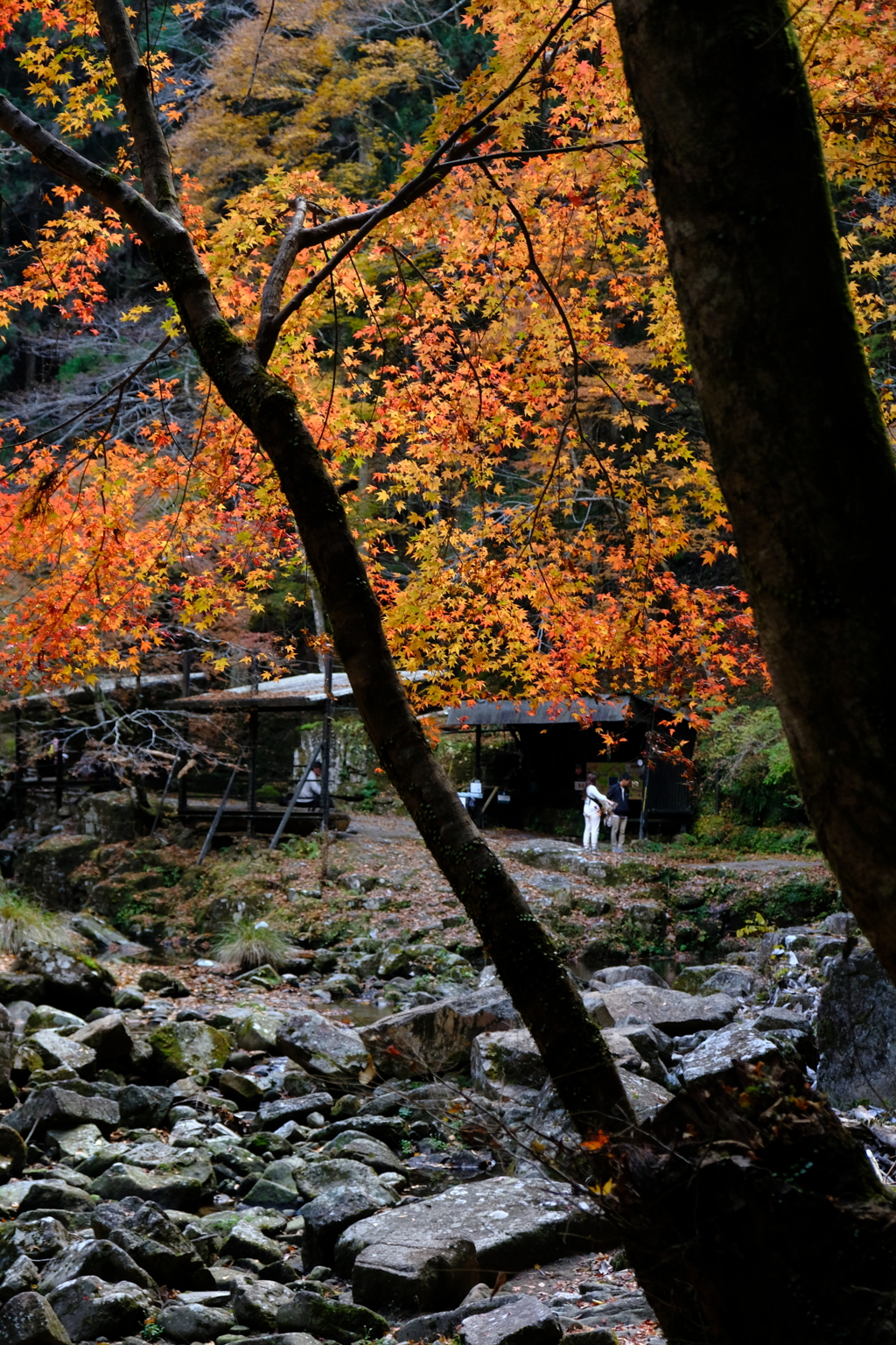 赤目四十八滝の紅葉
