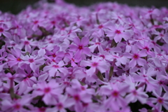 道端の芝桜