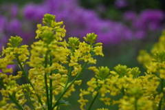 菜の花 標準レンズ試し撮り