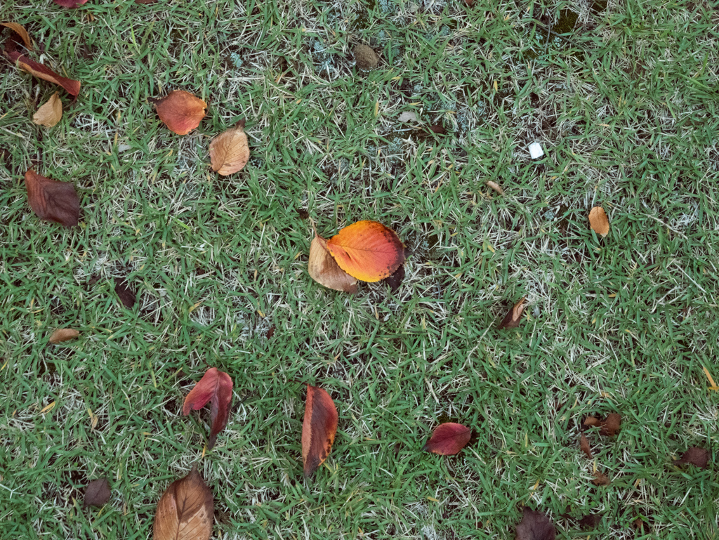 落葉