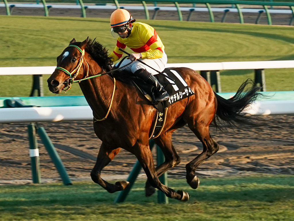 西日に輝く馬体