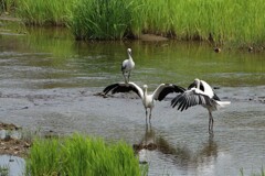 野生のコウノトリ