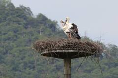 コウノトリ　人工巣塔２