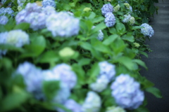 紫陽花の咲く道 2
