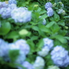 紫陽花の咲く道 2