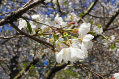 春の風物詩