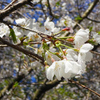 春の風物詩