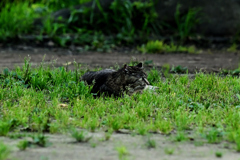 ねこ様