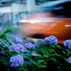 紫陽花の咲く道 3
