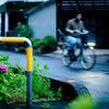 紫陽花の咲く道 4