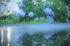 紫陽花の咲く道 6