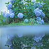 紫陽花の咲く道 6