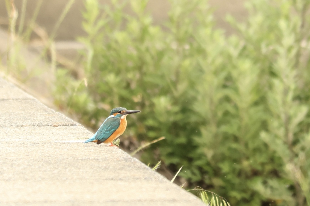 カワセミ