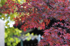 2025紅葉＠京都 北野天満宮