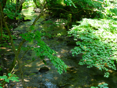 清流(村山野川)