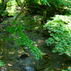 清流(村山野川)