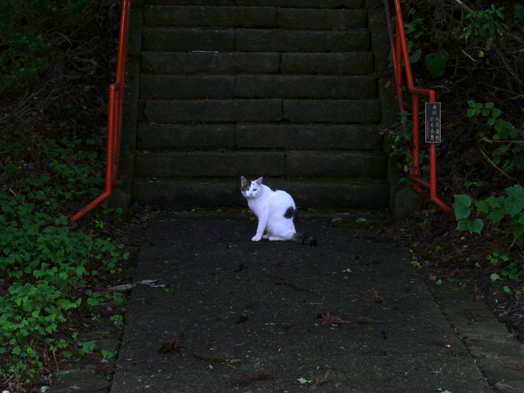 こちらへどうぞ